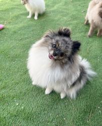 Reunited Male Dog last seen Gilmerton rd Chesapeake Va 23323, Chesapeake, VA 23323