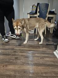 Found/Stray Unknown Dog last seen Near Seven Tacos, Dallas, TX 75228