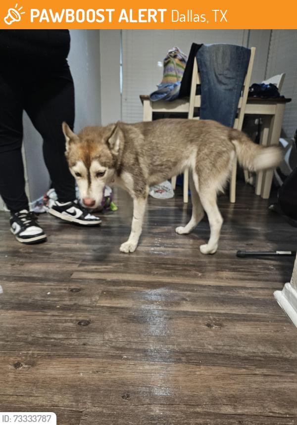 Found/Stray Unknown Dog last seen Near Seven Tacos, Dallas, TX 75228