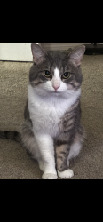 Lost Male Cat last seen George Dieter, Pebble Hills, Edgmere, Pebble Hills Elementary, El Paso, TX 79936