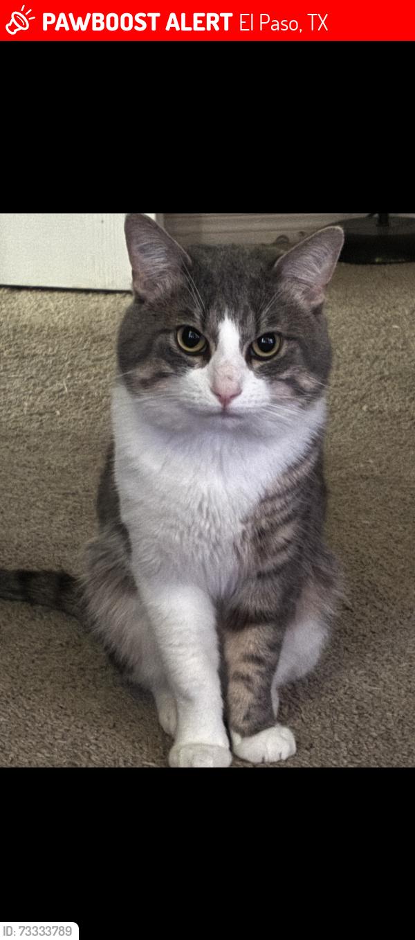 Lost Male Cat last seen George Dieter, Pebble Hills, Edgmere, Pebble Hills Elementary, El Paso, TX 79936