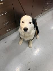 Shelter Stray Male Dog last seen , 4275 Elton St, Baldwin Park, CA 91706, USA
