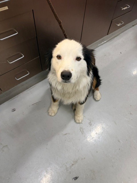 Shelter Stray Male Dog last seen , 4275 Elton St, Baldwin Park, CA 91706, USA