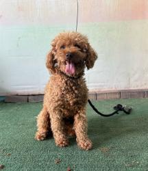 Shelter Stray Male Dog last seen , 4275 Elton St, Baldwin Park, CA 91706, USA