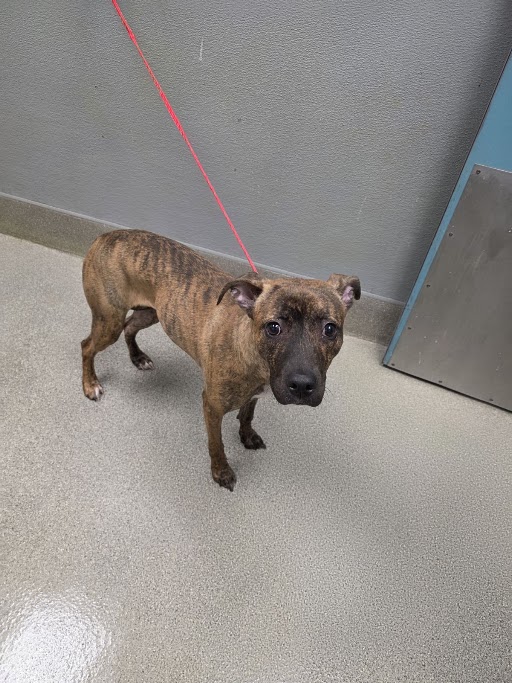 Shelter Stray Female Dog last seen E TWAIN AVE & PARADISE RD, 655 N Mojave Rd, Las Vegas, NV 89101, USA