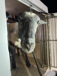 Shelter Stray Unknown Livestock last seen Near BLOCK MISSION CREST AVE, LAS VEGAS NV 89131, 655 N Mojave Rd, Las Vegas, NV 89101, USA