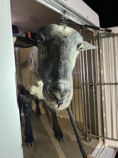 Shelter Stray Unknown Livestock last seen Near BLOCK MISSION CREST AVE, LAS VEGAS NV 89131, 655 N Mojave Rd, Las Vegas, NV 89101, USA