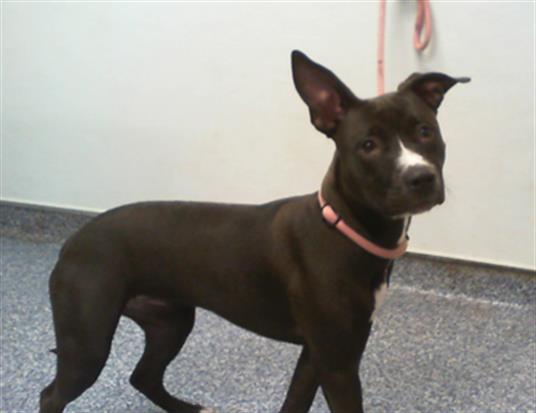 Shelter Stray Female Dog last seen CHARLOTTE, 8315 Byrum Dr, Charlotte, NC 28217, USA