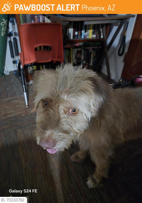 Found/Stray Female Dog last seen Walmart, Phoenix, AZ 85018