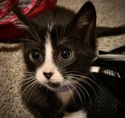 Lost Female Cat last seen 10th and Magnolia, Freeport, TX 77541
