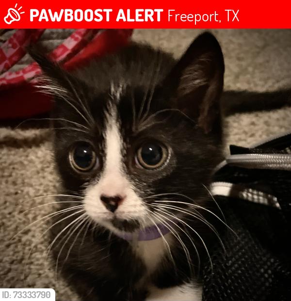 Lost Female Cat last seen 10th and Magnolia, Freeport, TX 77541
