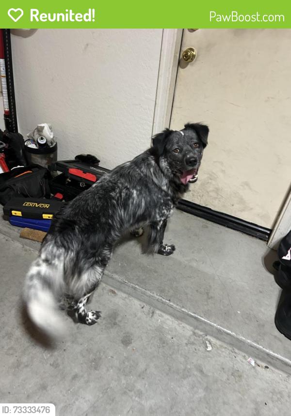Reunited Male Dog last seen Keim Dr and Robles Dr, Litchfield Park, AZ 85340