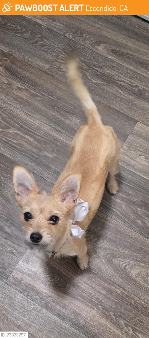 Found/Stray Female Dog last seen El Norte Park Way, Escondido, CA 92026