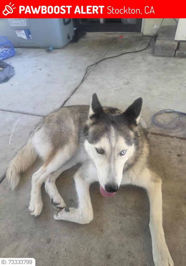 Lost Male Dog last seen Lorraine and hammer, Stockton, CA 95210