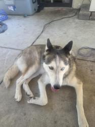 Lost Male Dog last seen Lorraine and hammer, Stockton, CA 95210