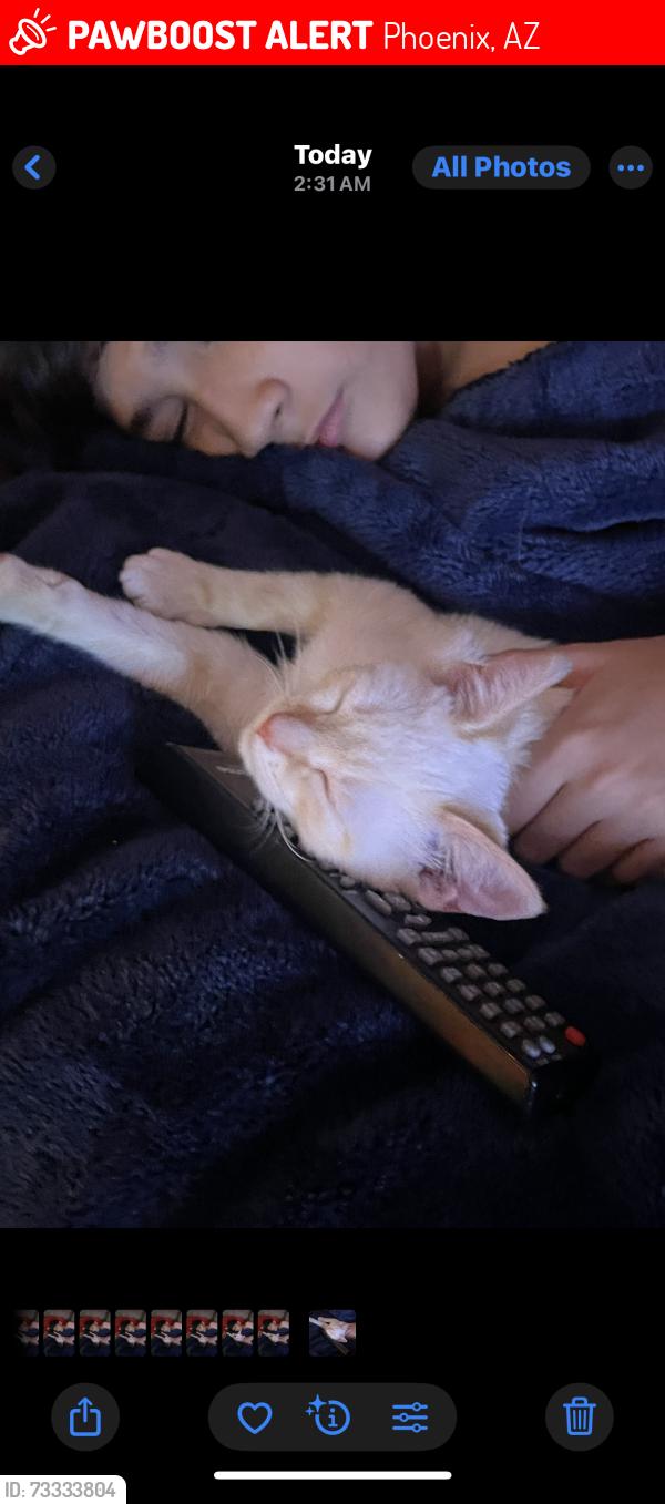 Lost Unknown Cat last seen Near N 44th Ln, Phoenix, AZ 85018