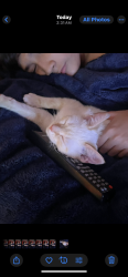 Lost Unknown Cat last seen Near N 44th Ln, Phoenix, AZ 85018
