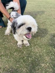 Found/Stray Male Dog last seen Valley view and Fulton, Las Vegas, NV 89107