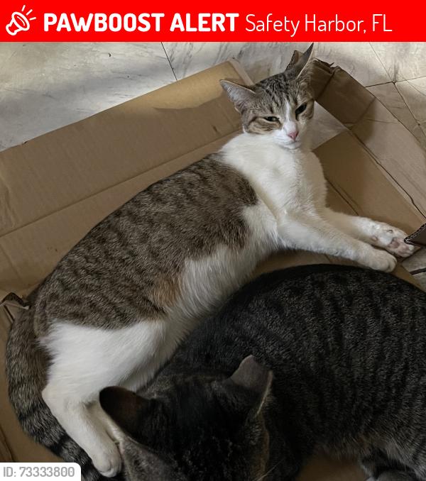 Lost Female Cat last seen Philippe pkwy & Hamilton ave, Safety Harbor, FL 34695