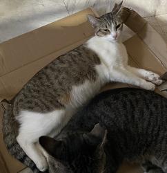Lost Female Cat last seen Philippe pkwy & Hamilton ave, Safety Harbor, FL 34695