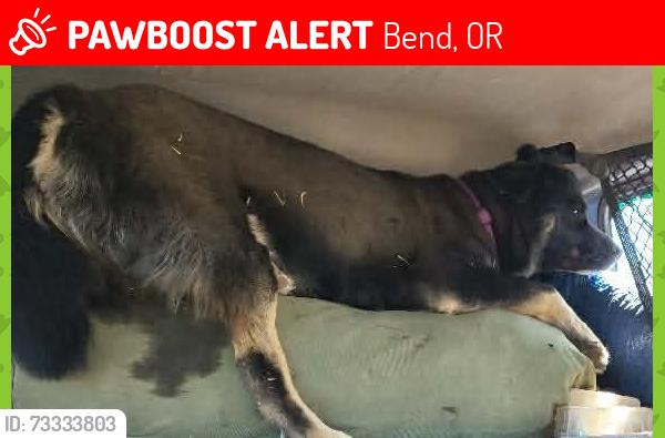 Lost Female Dog last seen Mile post 132 on the southbound side of highway 97 in bend oregon, Bend, OR 97701