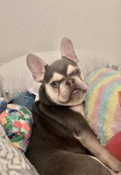 Reunited Male Dog last seen Sunset st, Duluth, GA 30096