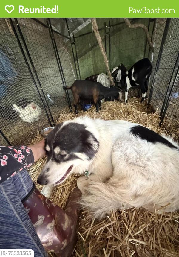 Reunited Female Dog last seen Austin Way, Los Gatos, CA 95030