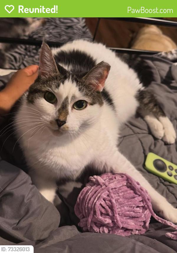 Reunited Female Cat last seen From Steven L. Josias Dog & Equestrian Park, Weston FL, Southwest Ranches, FL 33332