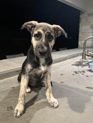 Found/Stray Female Dog last seen Chipotle, Missouri City, TX 77459