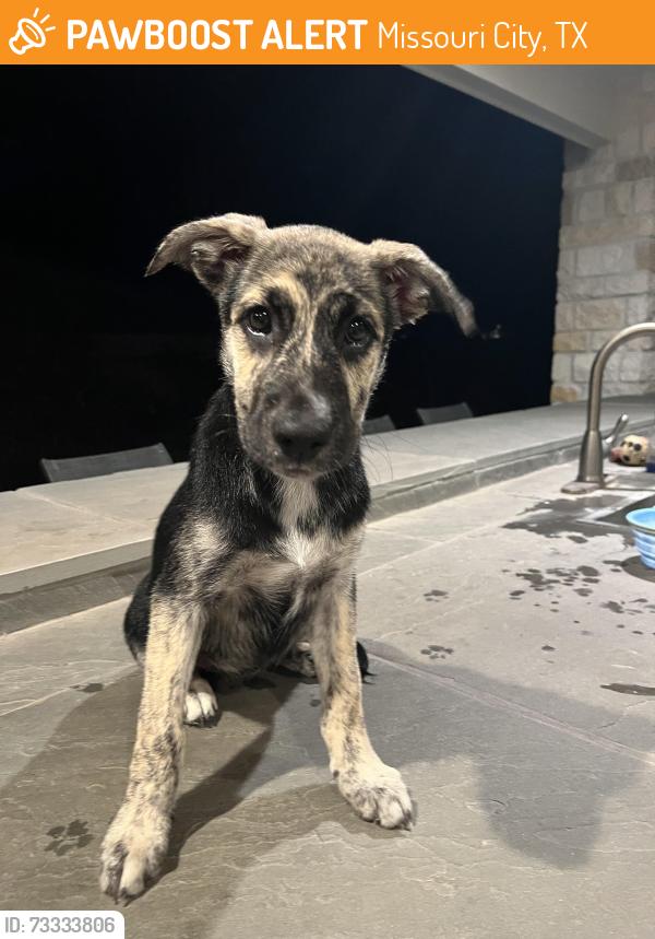 Found/Stray Female Dog last seen Chipotle, Missouri City, TX 77459