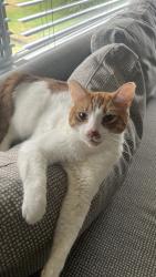 Lost Male Cat last seen Floralynn Crescent near viewlynn, North Vancouver, BC 