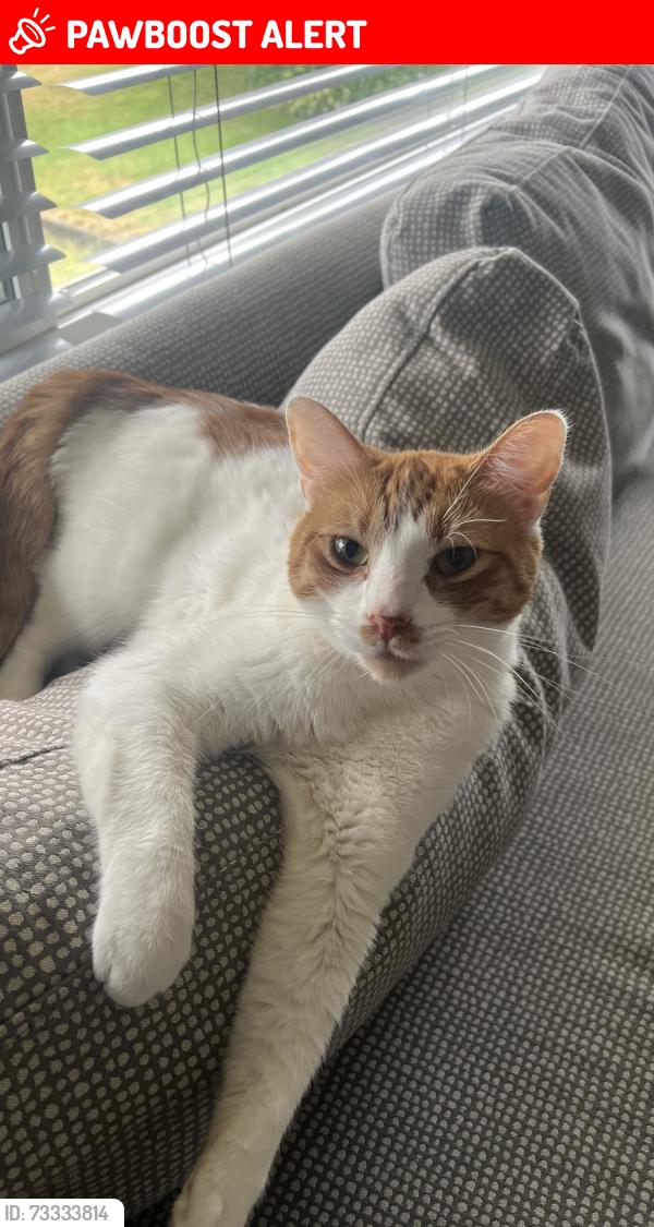 Lost Male Cat last seen Floralynn Crescent near viewlynn, North Vancouver, BC 