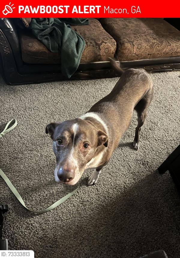 Lost Male Dog last seen Gray Hwy and Shurling Dr. Border between Bibb and Jones County. Border between Bibb and Gray GA, Macon, GA 31217