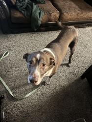 Lost Male Dog last seen Gray Hwy and Shurling Dr. Border between Bibb and Jones County. Border between Bibb and Gray GA, Macon, GA 31217