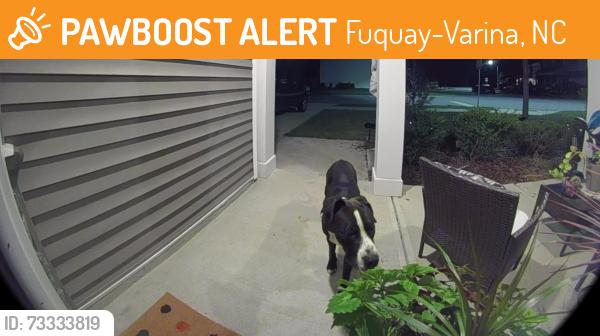 Found/Stray Unknown Dog last seen Coley farm road and loxton, Fuquay-Varina, NC 27526