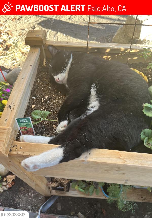 Lost Male Cat last seen Oregon Expressway, Palo Alto, CA 94303