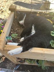 Lost Male Cat last seen Oregon Expressway, Palo Alto, CA 94303