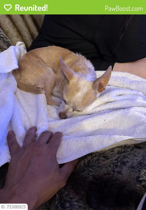 Reunited Male Dog last seen Capitol and Moon, Milpitas, CA 95035