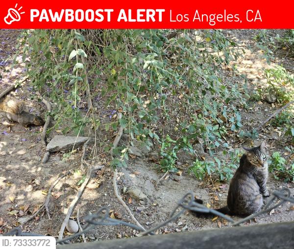 Lost Female Cat last seen Lucretia, Los Angeles, CA 90026