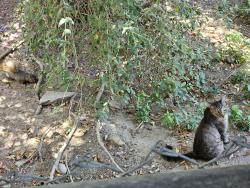 Lost Female Cat last seen Lucretia, Los Angeles, CA 90026