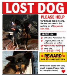 Lost Male Dog last seen Sprouts, San Jose, CA 95121