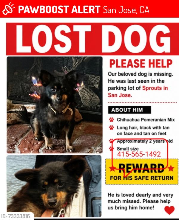 Lost Male Dog last seen Sprouts, San Jose, CA 95121