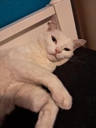 Lost Female Cat last seen I don't know I'm bad with streets I miss my cat :(, Mesa, AZ 85204