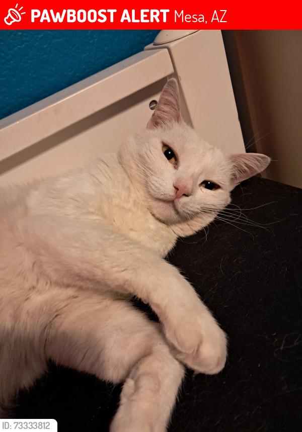 Lost Female Cat last seen I don't know I'm bad with streets I miss my cat :(, Mesa, AZ 85204