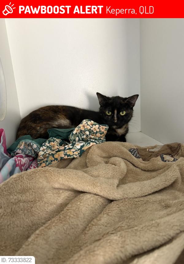 Lost Female Cat last seen Arana leagues club, Keperra, QLD 4054