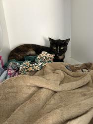 Lost Female Cat last seen Arana leagues club, Keperra, QLD 4054
