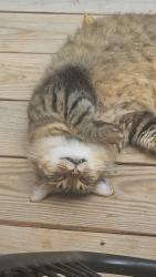 Lost Female Cat last seen Home, Sanford, NC 27332