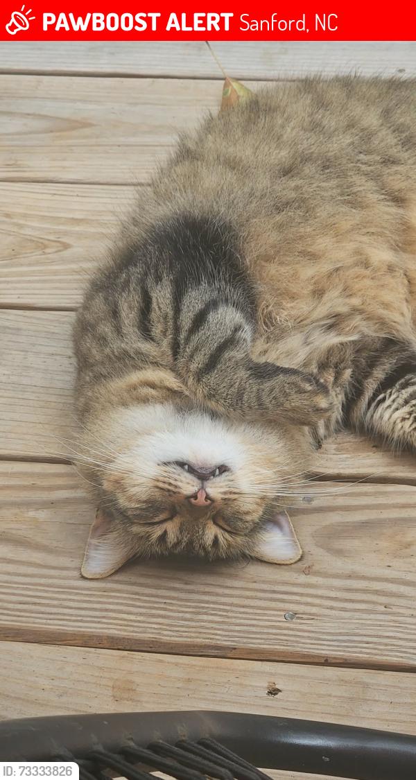 Lost Female Cat last seen Home, Sanford, NC 27332