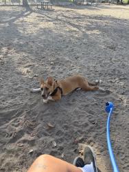 Reunited Female Dog last seen Near Fletcher and Texas Roadhouse, El Cajon, CA 92020