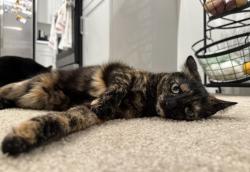 Lost Female Cat last seen Avenida De Las Vistas, San Diego, CA 92154